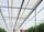 IBORN at Priva's greenhouse 